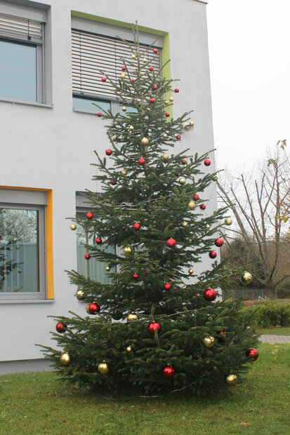 241125_Weihnachtsbaum_Bild_2