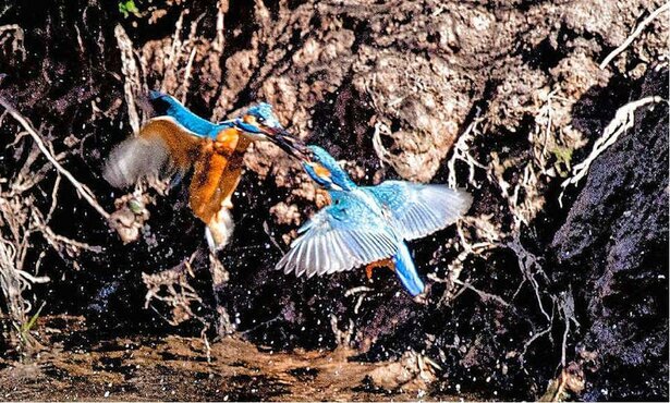 20220523_eisvogelpfad_02