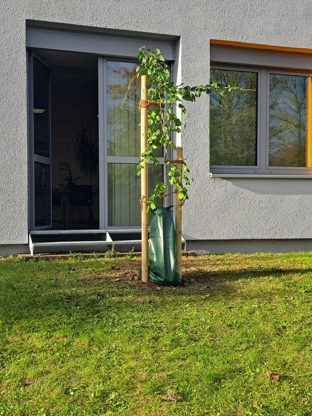 241011_Gingkopflanzung_Bild4